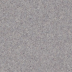 dove_grey_2024382259